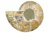 Cut & Polished Ammonite Fossil (Half) - Madagascar #345622-1